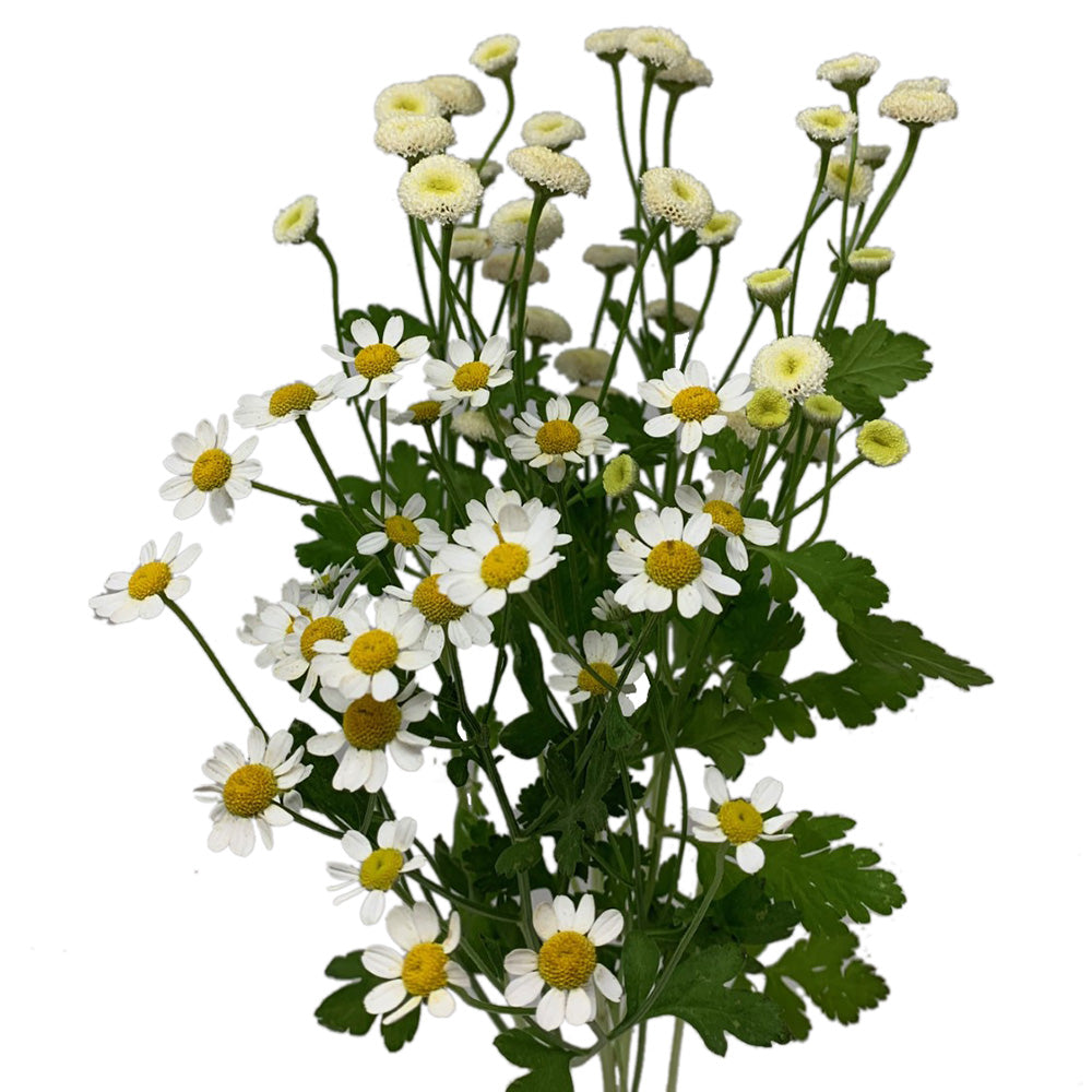 Feverfew