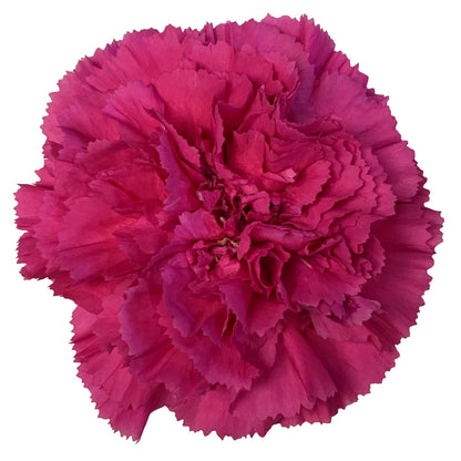 Carnation