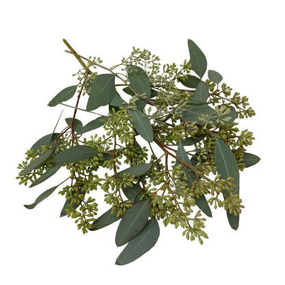 Eucalyptus