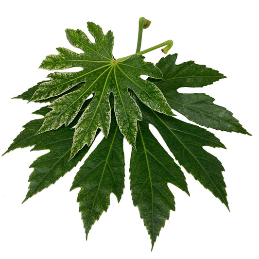 Fatsia Leaves