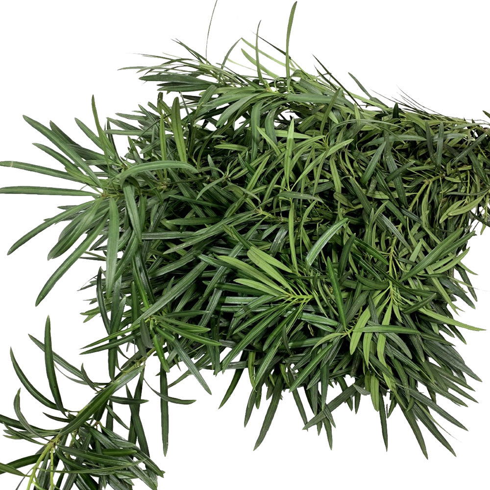 Podocarpus