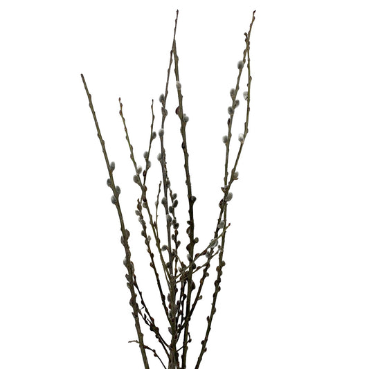 Pussywillow Branches