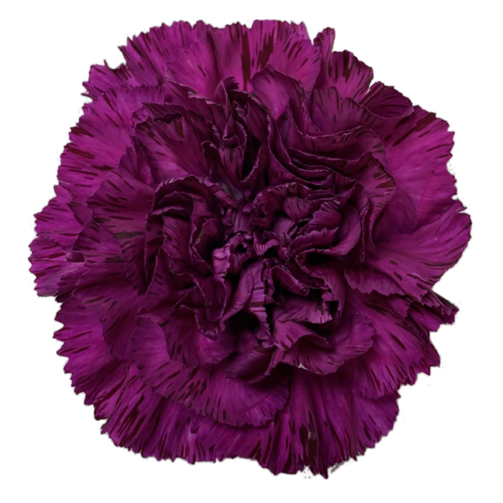 Carnation