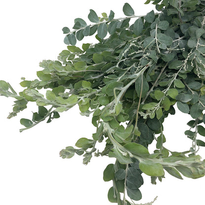Acacia
