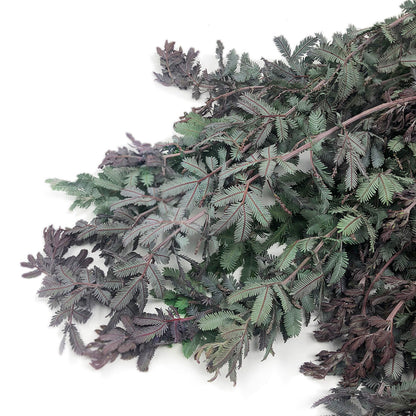 Acacia
