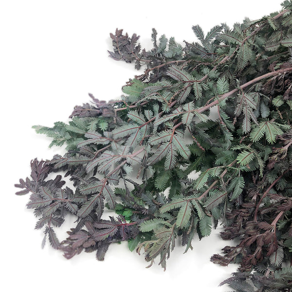 Acacia