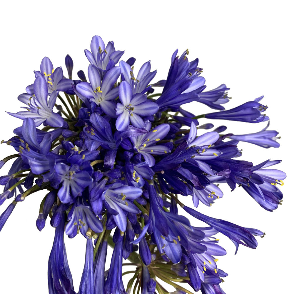 Agapanthus - Blue (Stem)