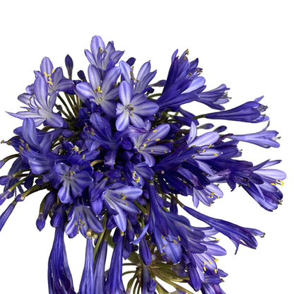 Agapanthus - Blue (Stem)
