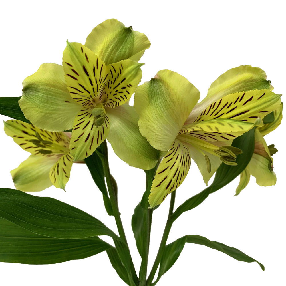 Alstroemeria