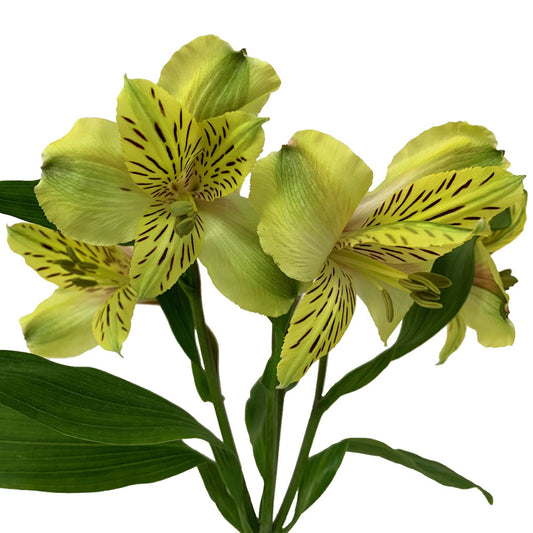 Alstroemeria