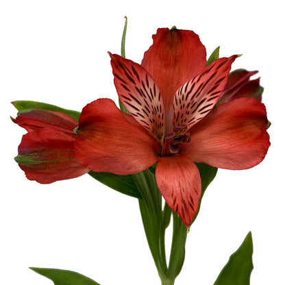 Alstroemeria - Red