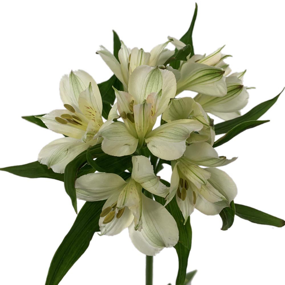 Alstroemeria - White