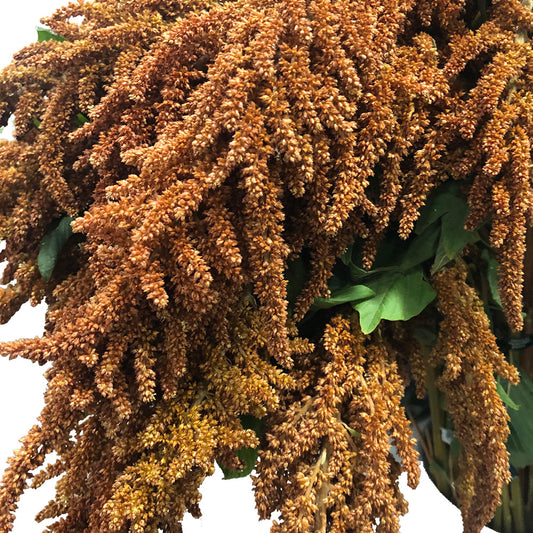 Amaranthus