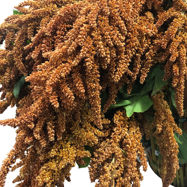 Amaranthus