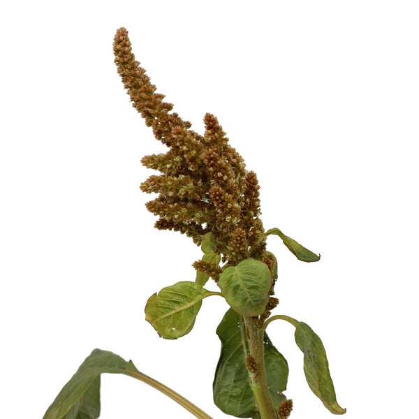 Amaranthus
