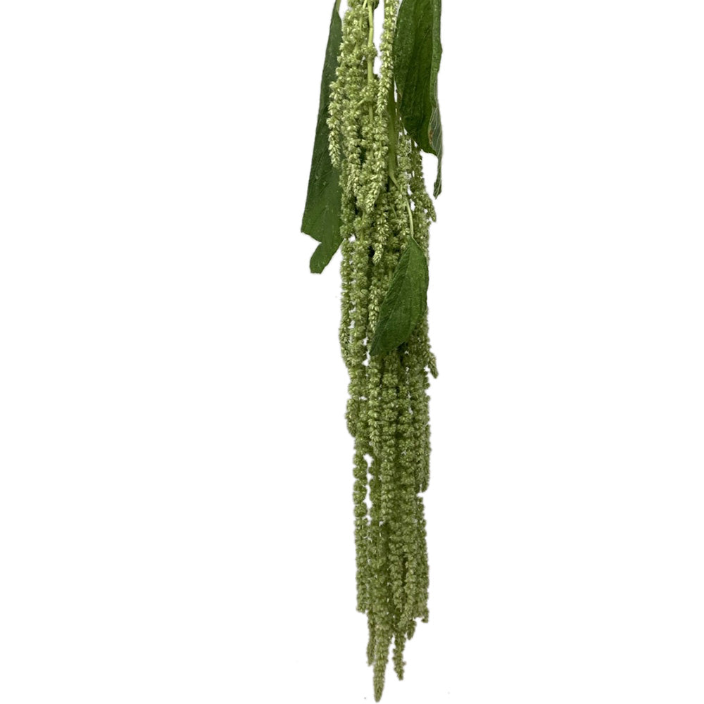 Amaranthus - Green Hanging
