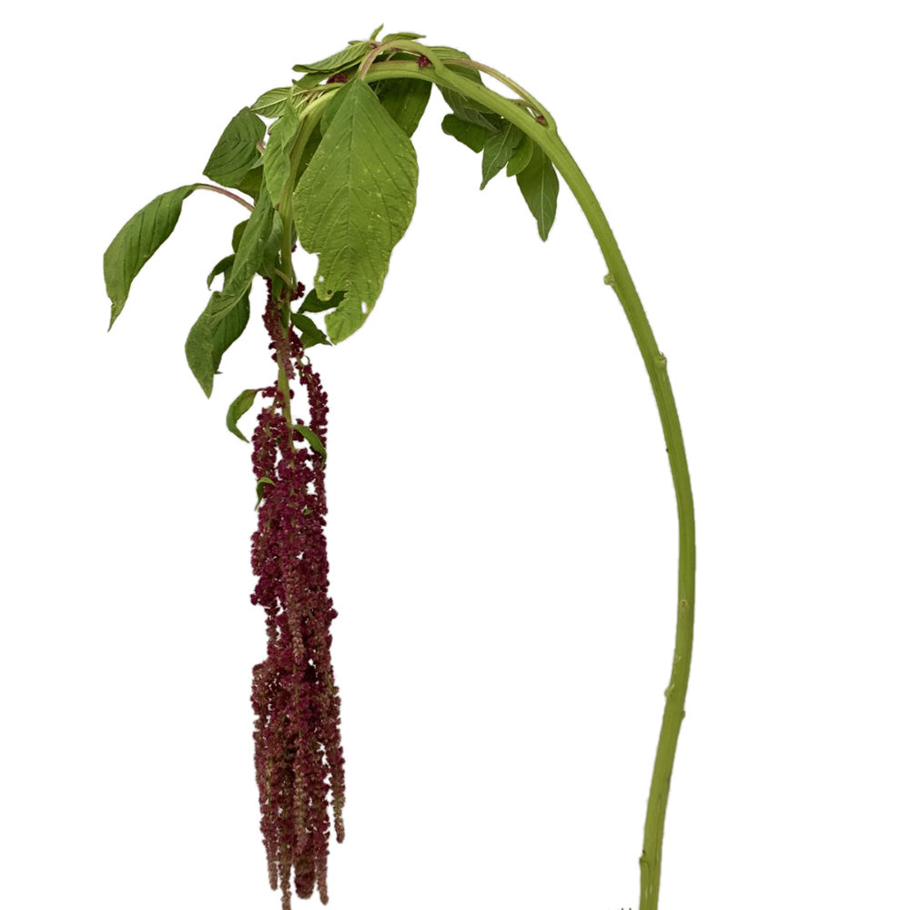 Amaranthus