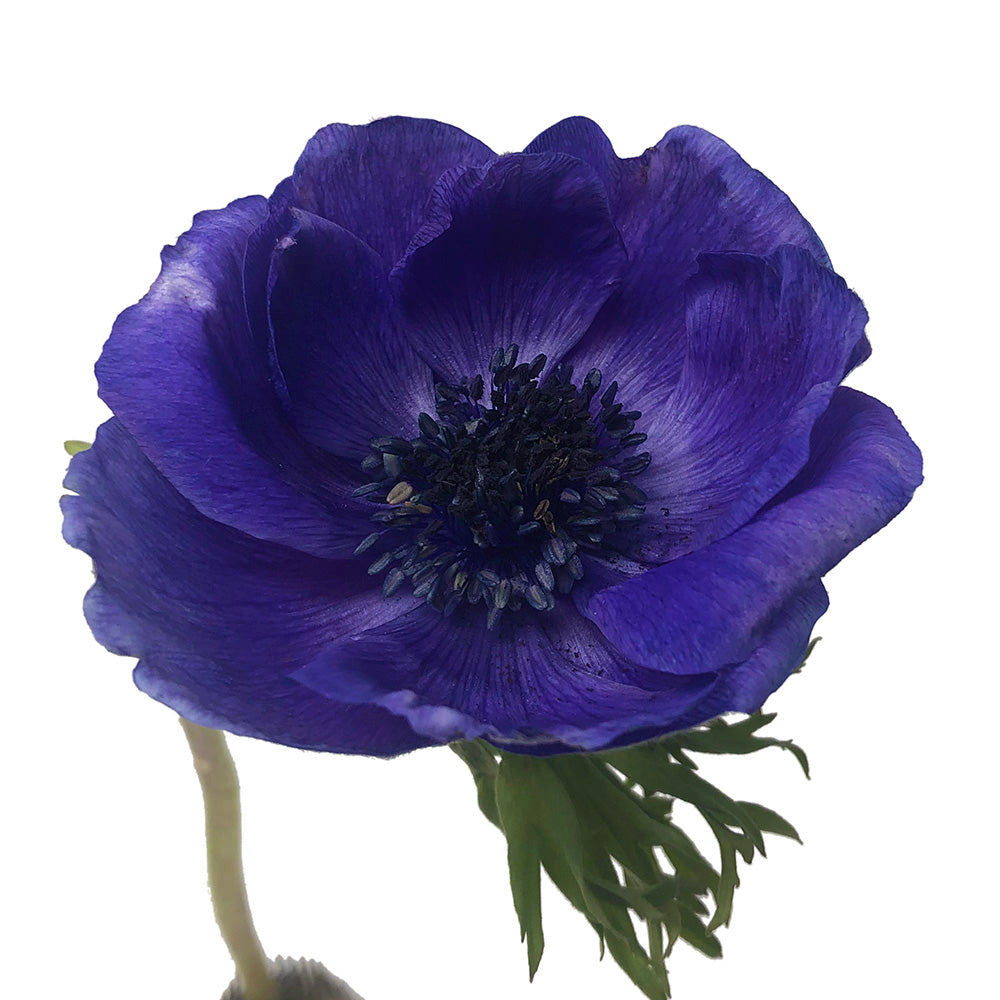 Anemone - Blue