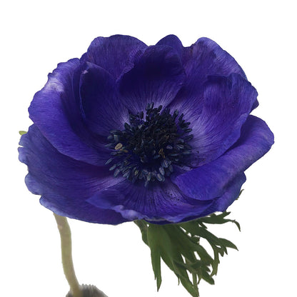 Anemone - Blue