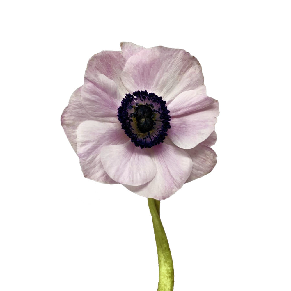 Anemone - Pink