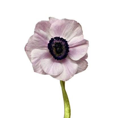 Anemone - Pink