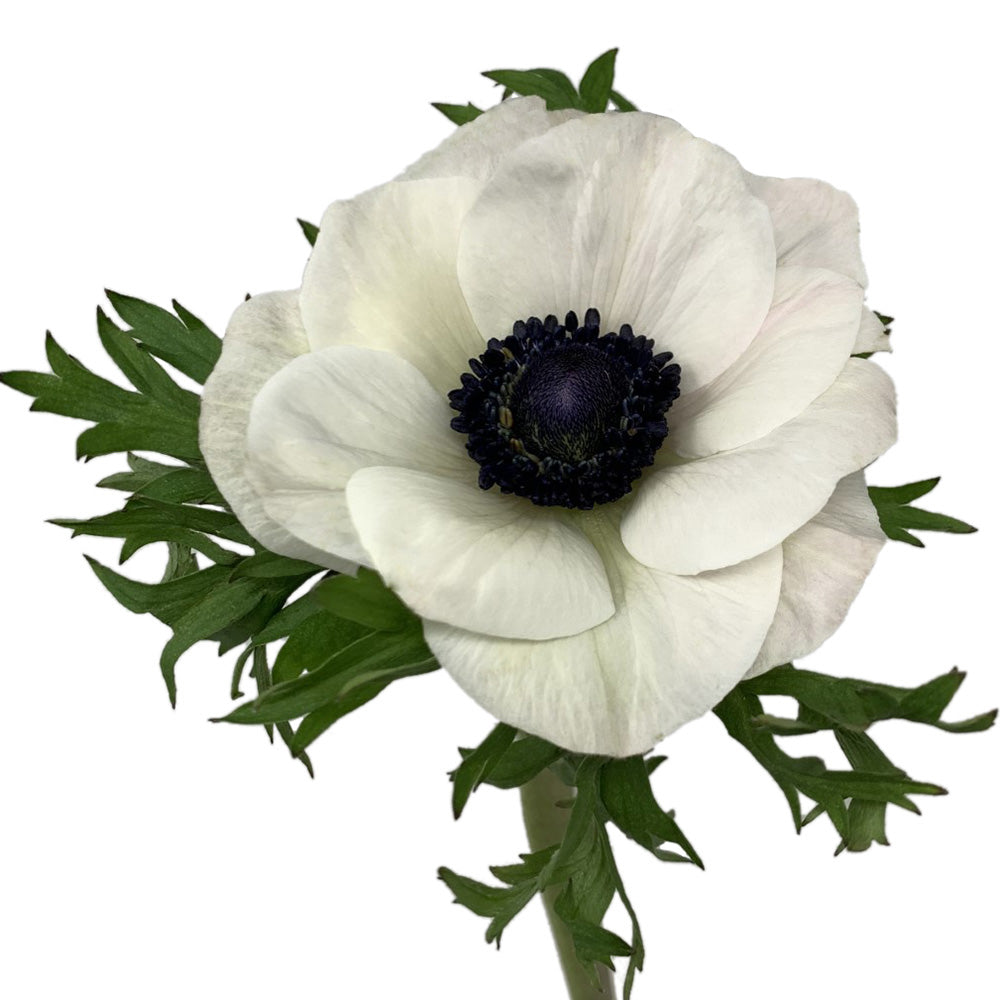 Anemone - White