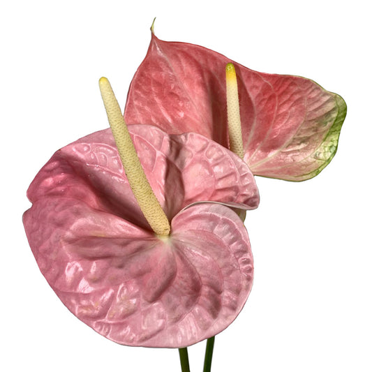 Anthurium
