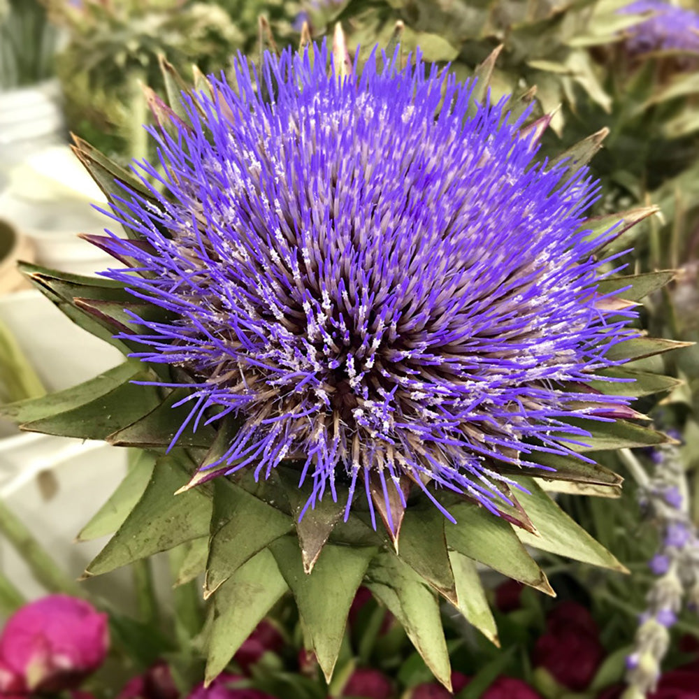 Artichoke - Flowering
