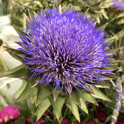 Artichoke - Flowering