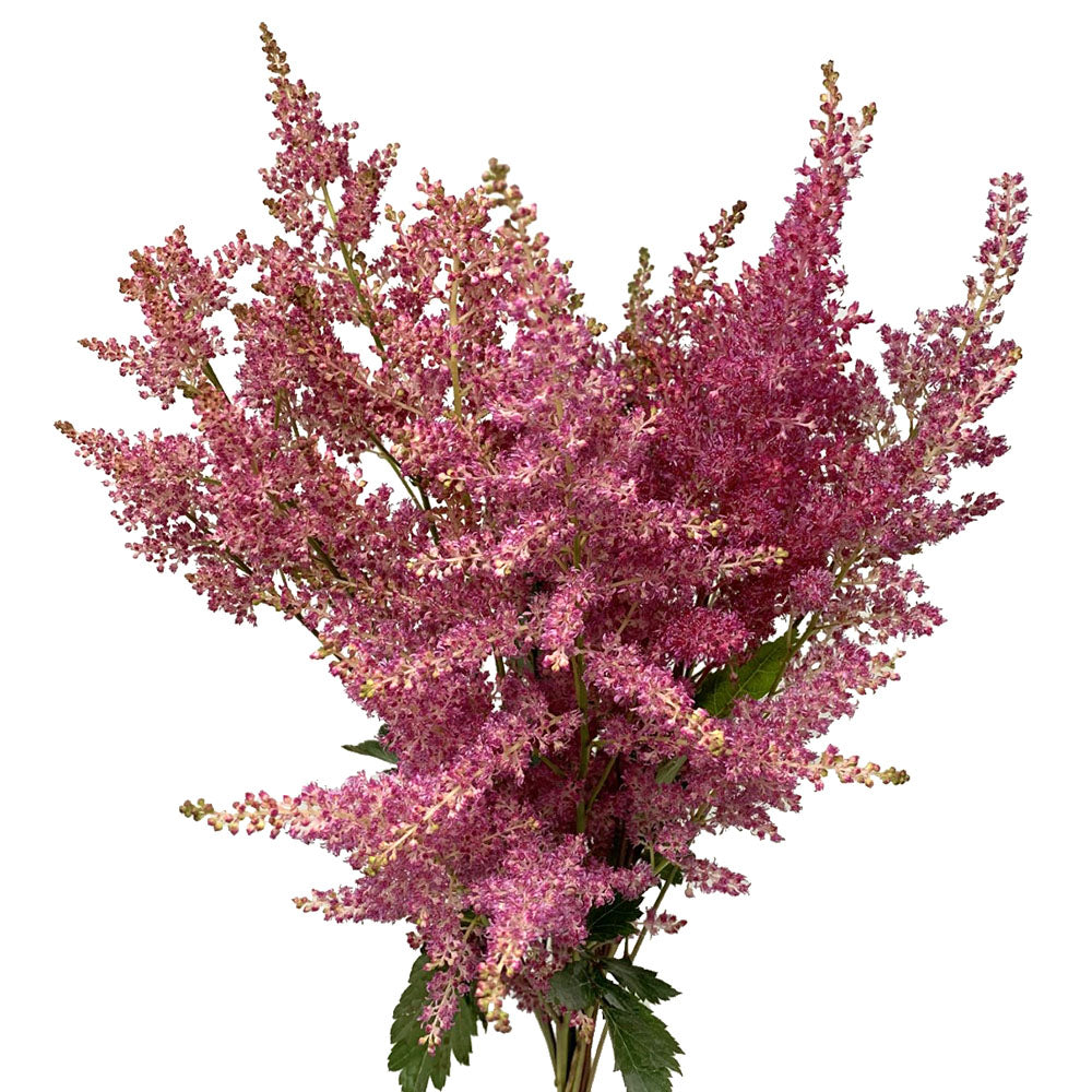 Astilbe - Dark Pink