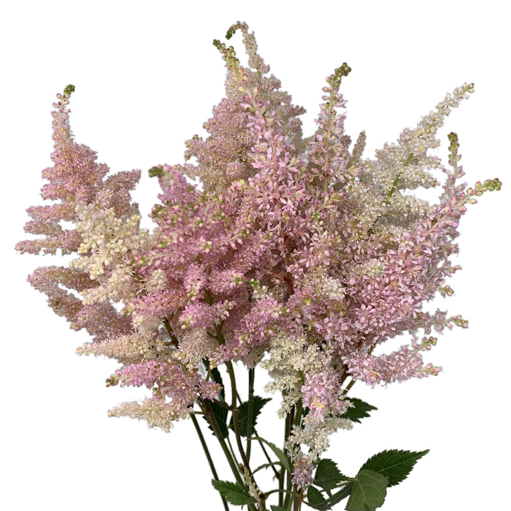 Astilbe