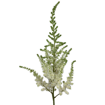 Astilbe