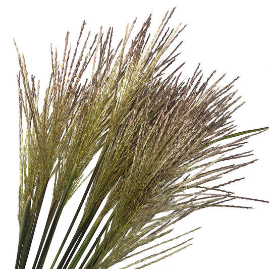 Broom Corn