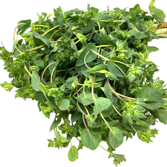 Bupleurum