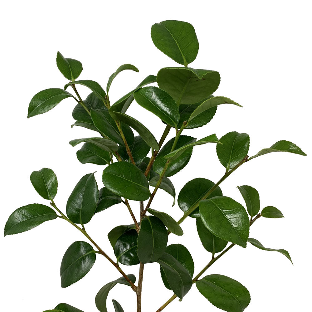 Foliage