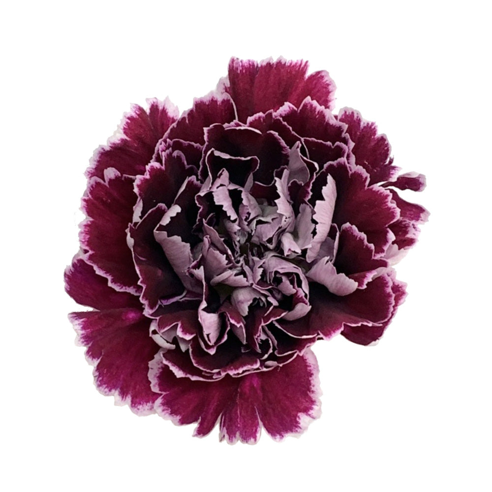 Carnation - Bicolor