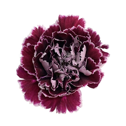Carnation - Bicolor