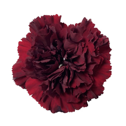Carnation - Burgundy
