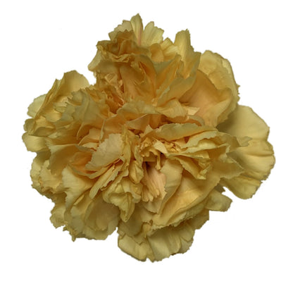 Carnation - Gold