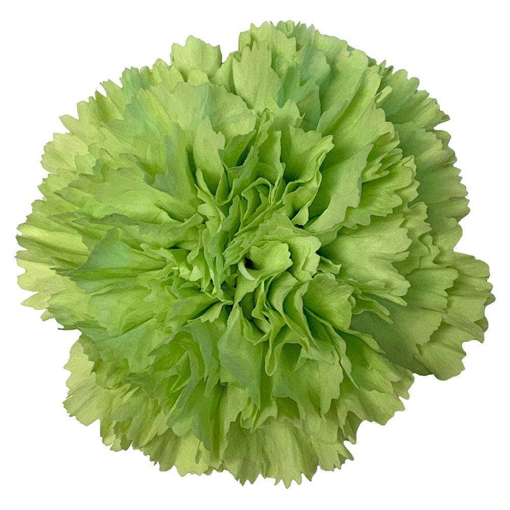 Carnation