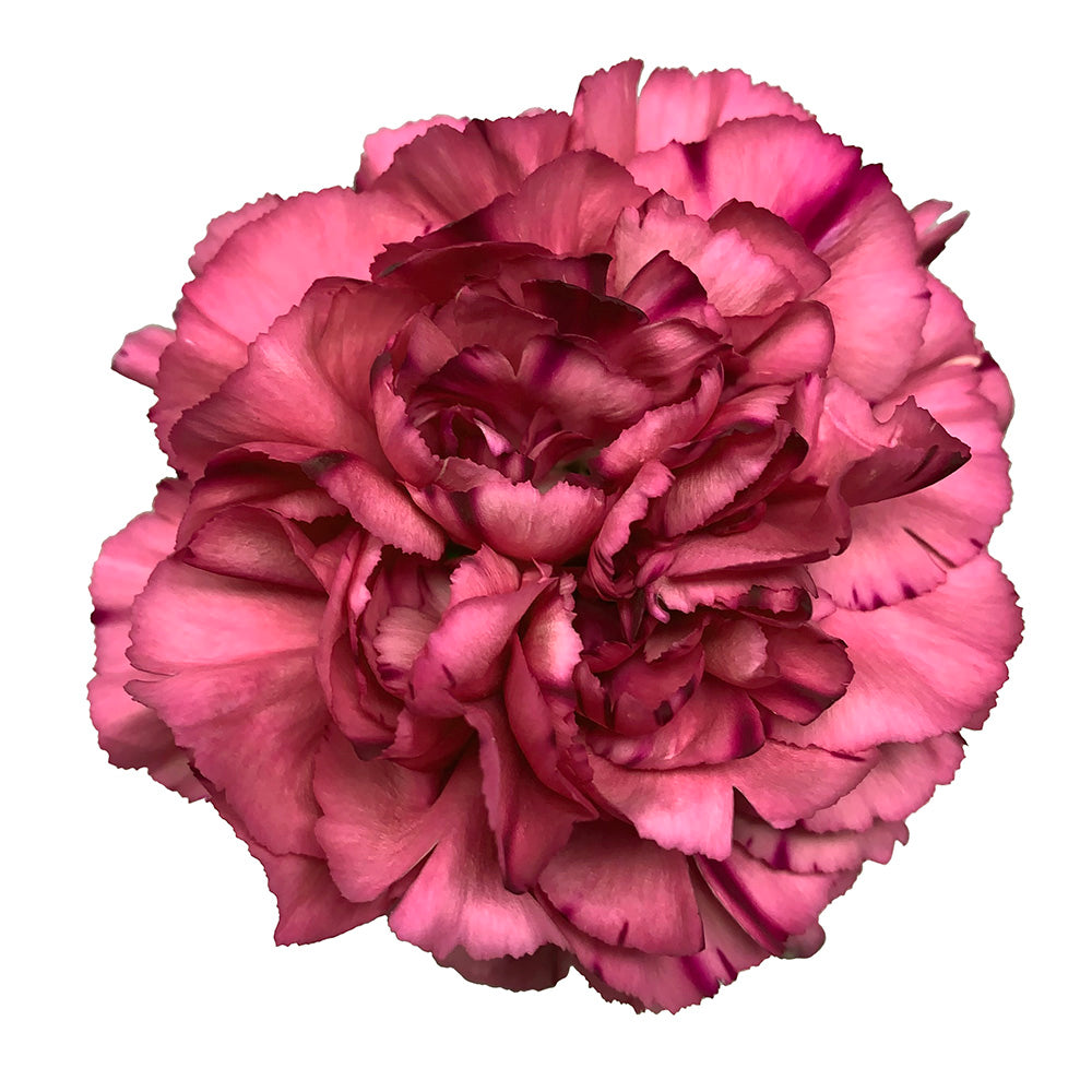 Carnation - Mauve