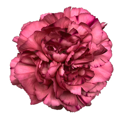 Carnation - Mauve