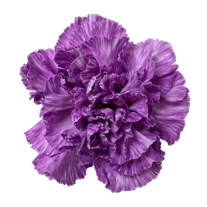 Carnation