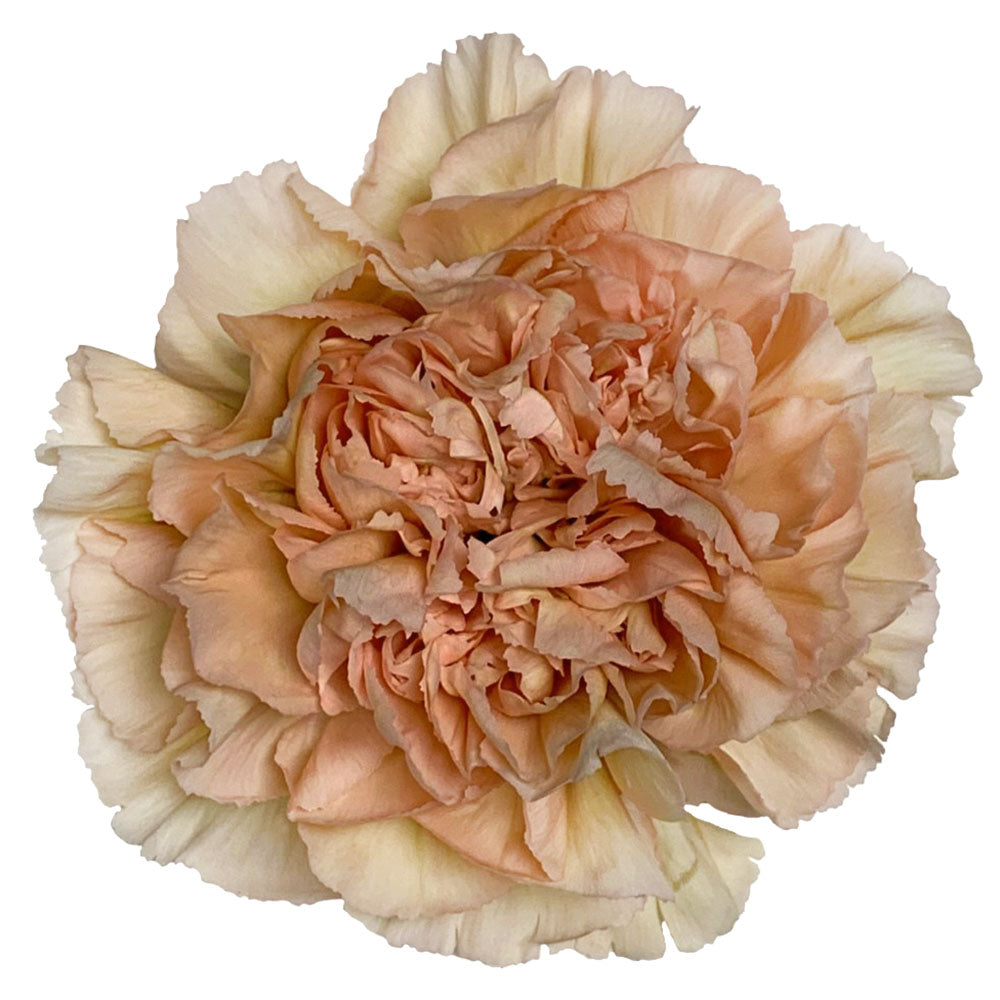 Carnation - Peach