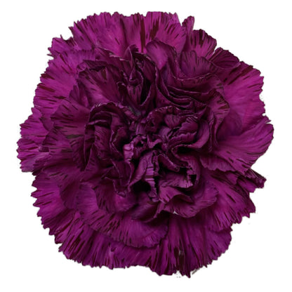 Carnation - Purple