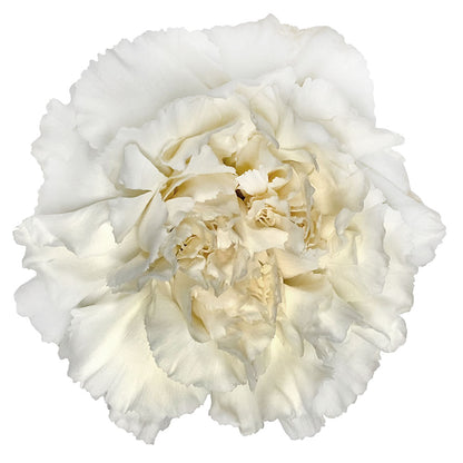 Carnation - White
