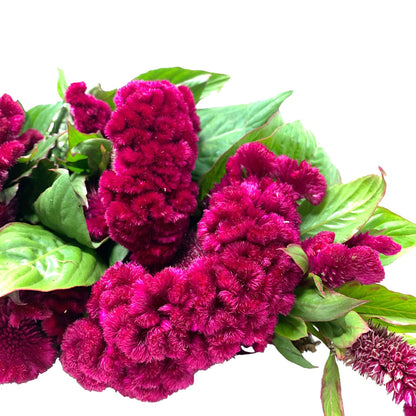 Celosia - Cockscomb
