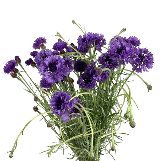 Cornflower