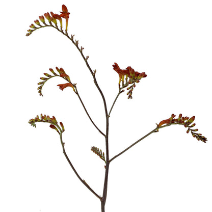 Crocosmia