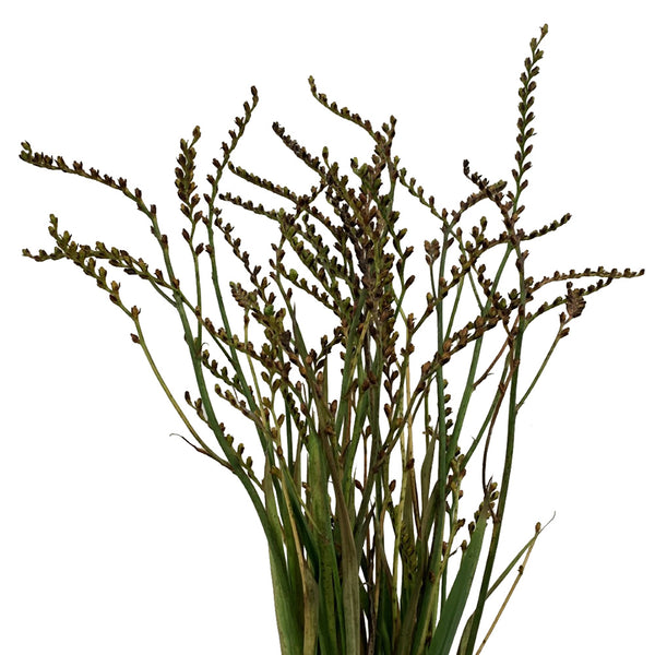 Crocosmia
